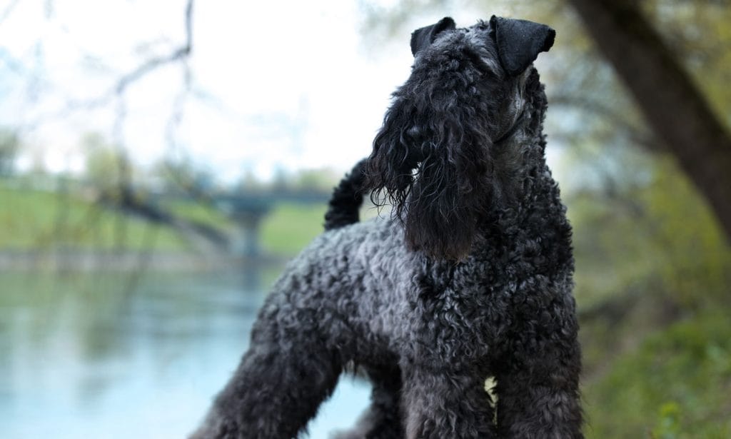 The Kerry Blue Terrier's beautiful coat will catch your eye, but they'll steal your heart with their energy and brains.
