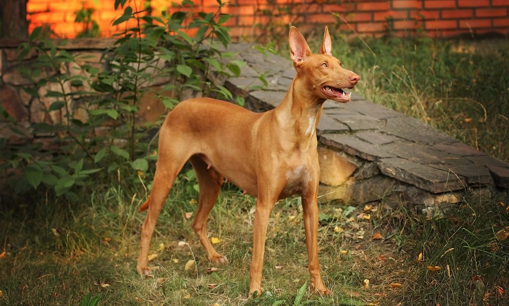 Learn about the Pharaoh Hound, one of the most ancient breeds, in our guide. 