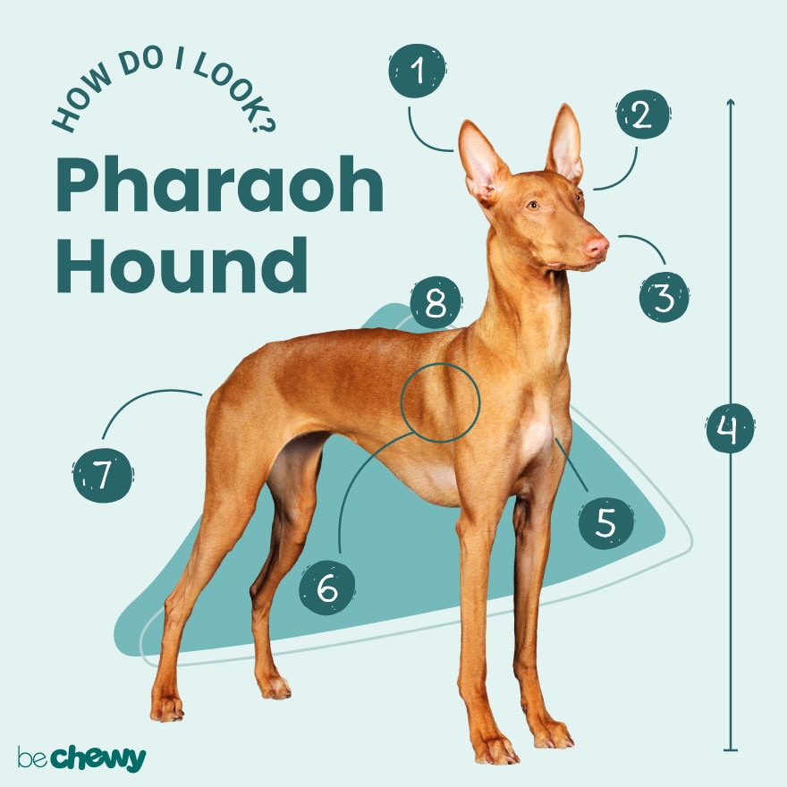 are pharaoh hound aggressive