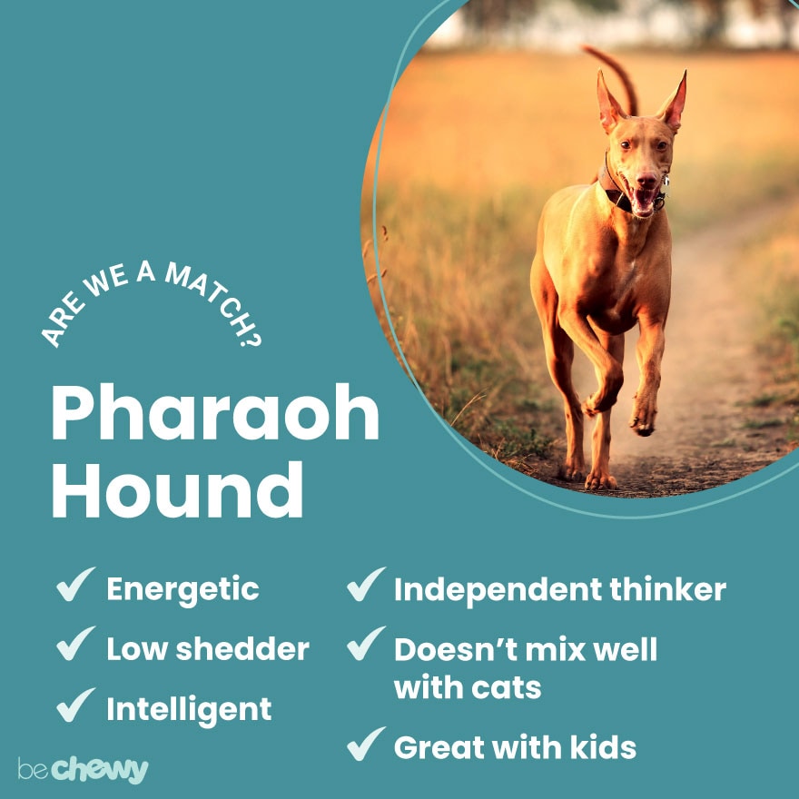 are pharaoh hound aggressive