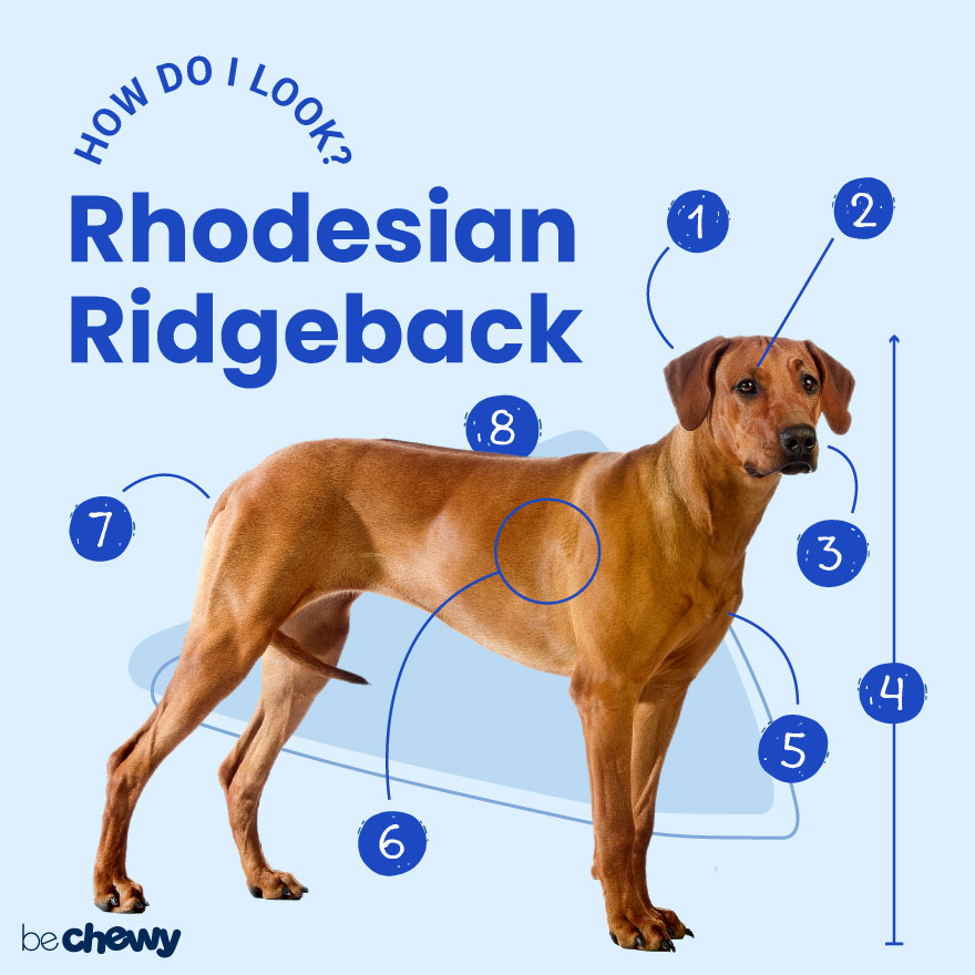 Rhodesian Ridgeback Breed: Characteristics, Care Photos BeChewy
