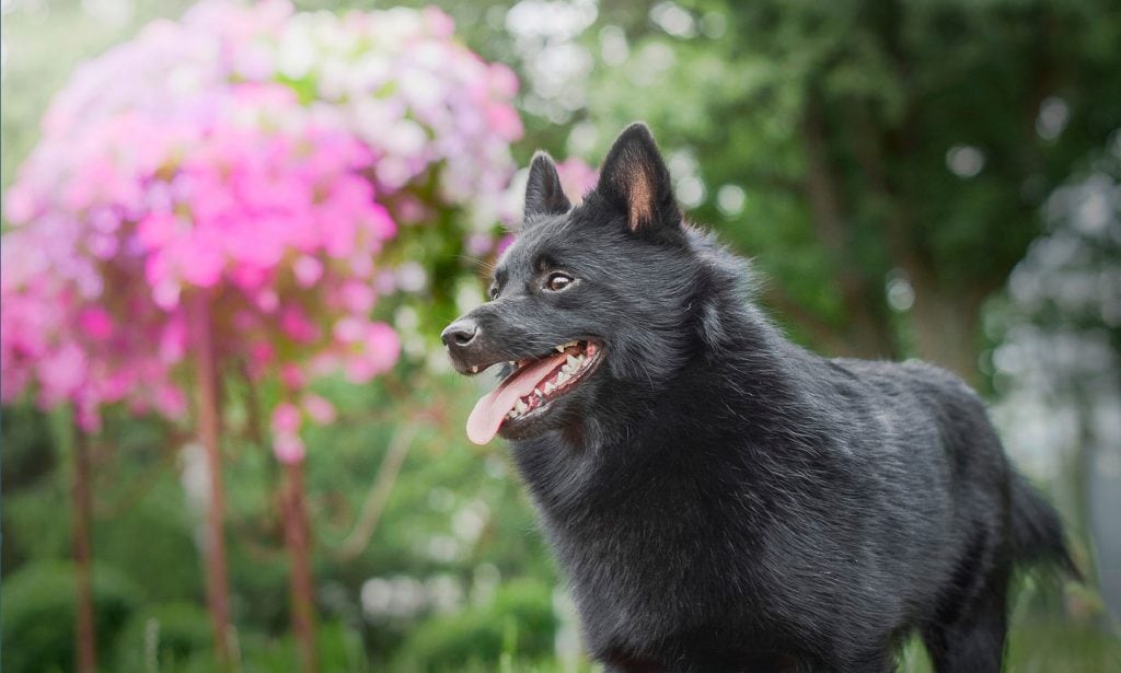 Schipperkes are small, spirited bundles of energy, your perfect curious companion on all of life's adventures!