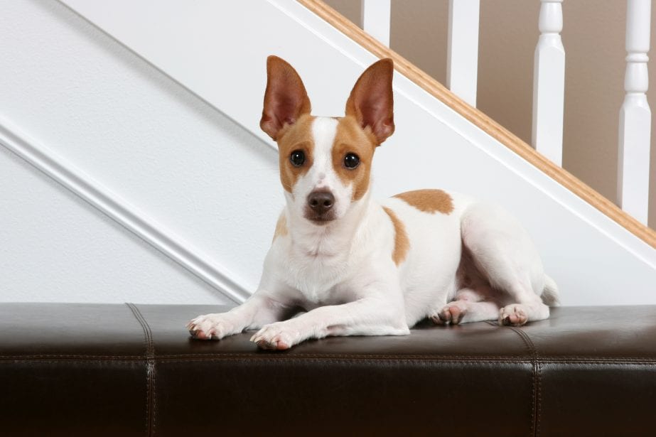 White and brown rat terrier sitting on leather bench in front of stairs
