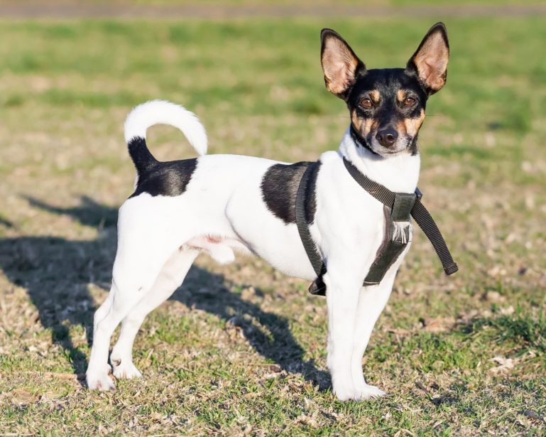 Brown black and white rat terrier in the grass wearing a black harness