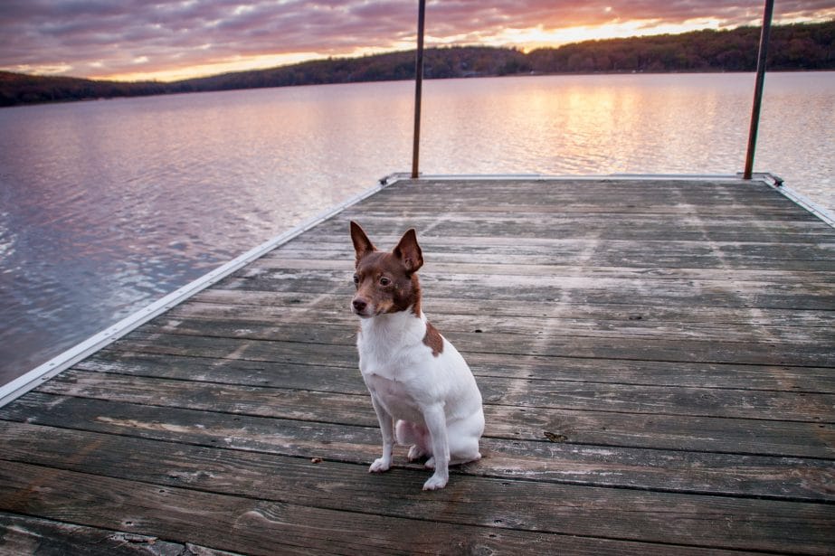 Brown and white rat terrier on a wood dock on the lake at sunrise