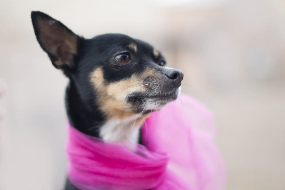 Black, brown and white rat terrier in profile wearing a pink scarf