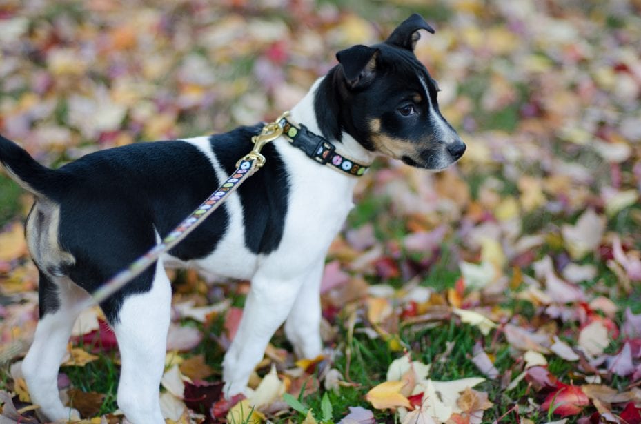 Black, white, and brown rat terrier puppy wearing a collar with flowers on a matching leash with gold hardware.
