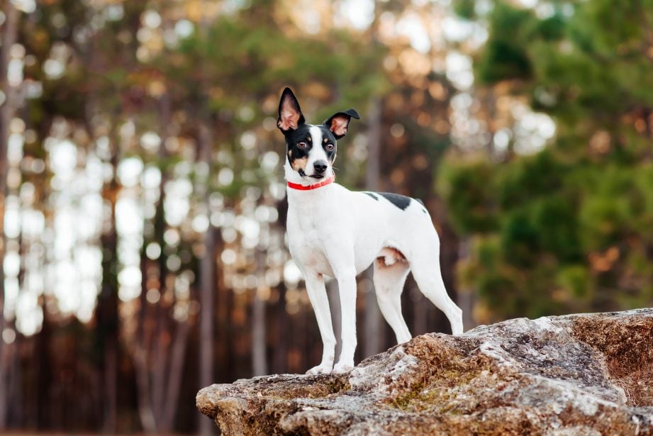 Black, brown and white rat terrier standing on a rock in front of a row of trees