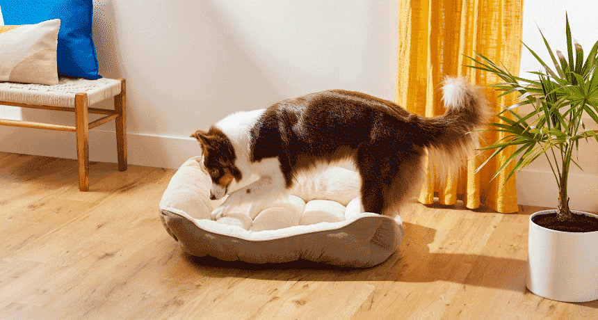 Why do dogs dig in their beds