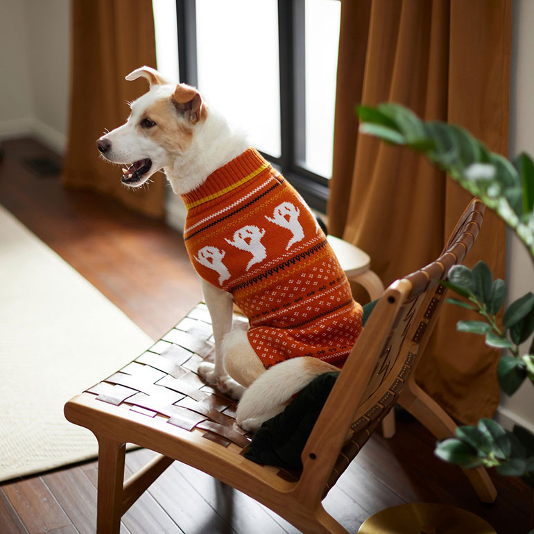 Dog doesn't like Halloween costume? Accessorize!