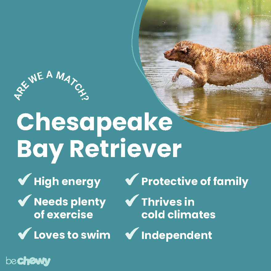 does the chesapeake bay retriever bite hard