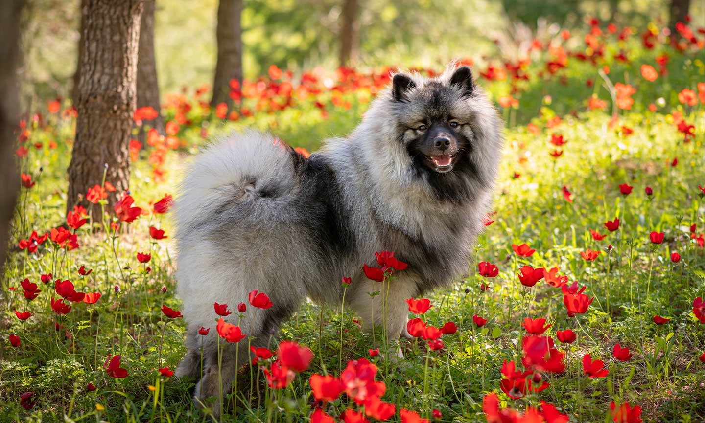 Keeshond Dog Breed: Care, Health & History | BeChewy