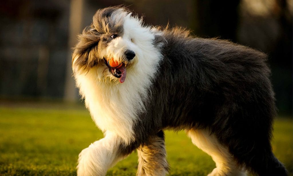Get the facts about the Old English Sheepdog to see if they'll make a good family pet for you.