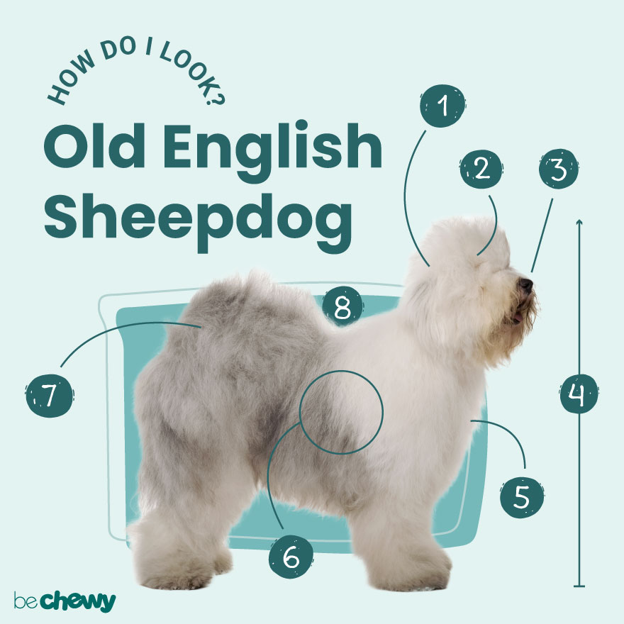 do old english sheepdog shed a lot