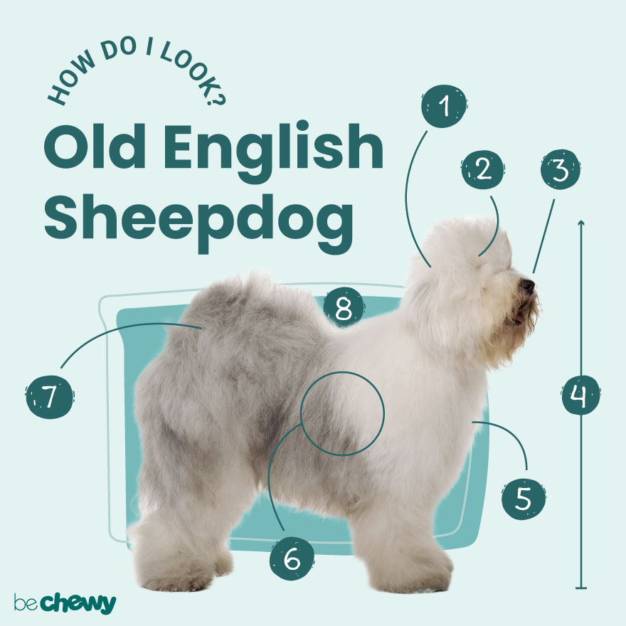 are old english sheepdogs easy to keep weight on