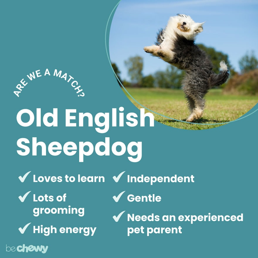 do old english sheepdog shed a lot