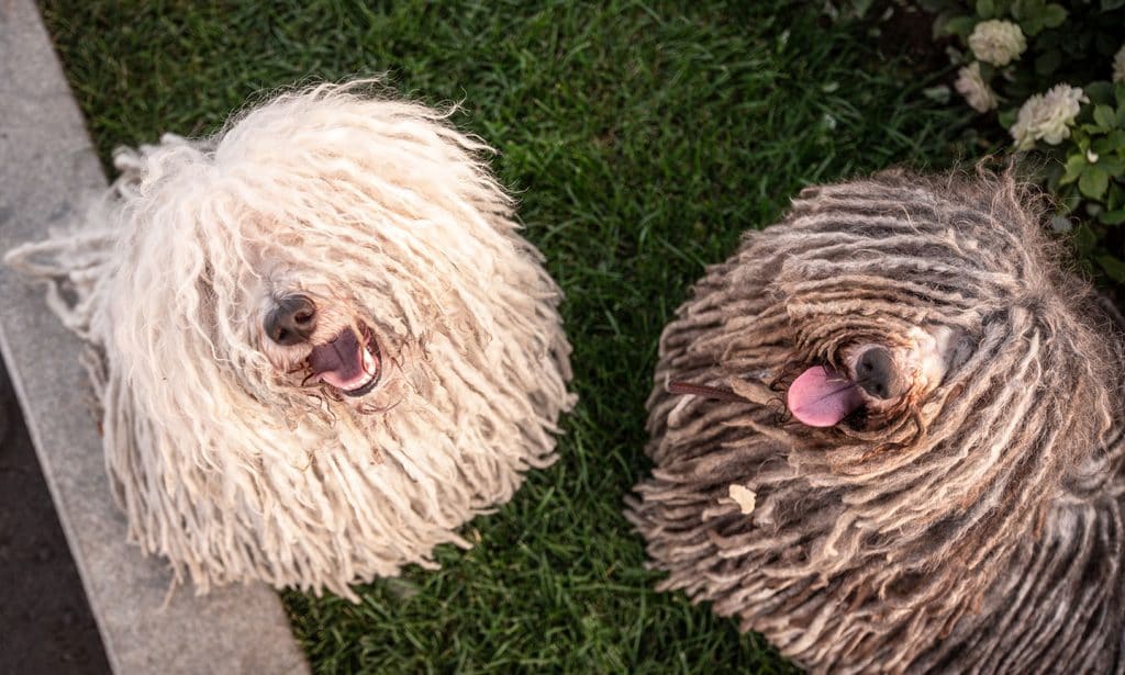 Get the facts about the Puli, a herding dog, in our complete guide. 