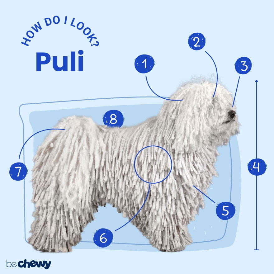 Puli Dog Breed Information & Characteristics