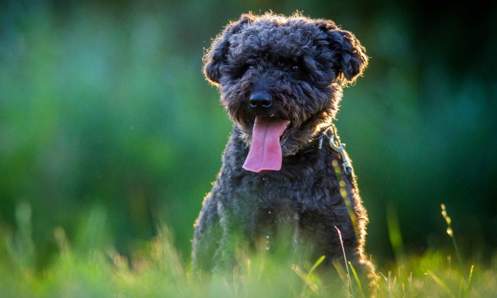 Get the facts about the Pumi, including their personality and how to groom their curled coats in our guide. 
