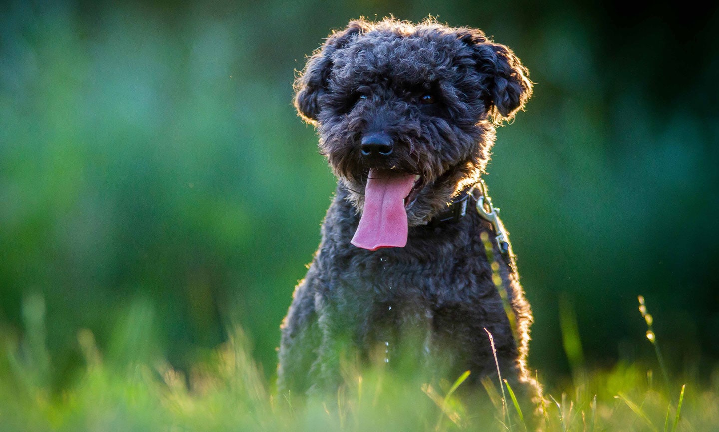 Pumi Breed: Characteristics, Care & Photos | BeChewy