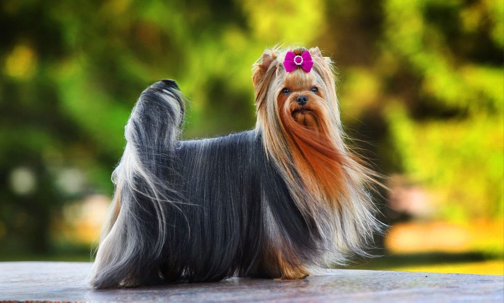 Get the facts about the Yorkie dog breed and see if this toy breed is a good match for you. 
