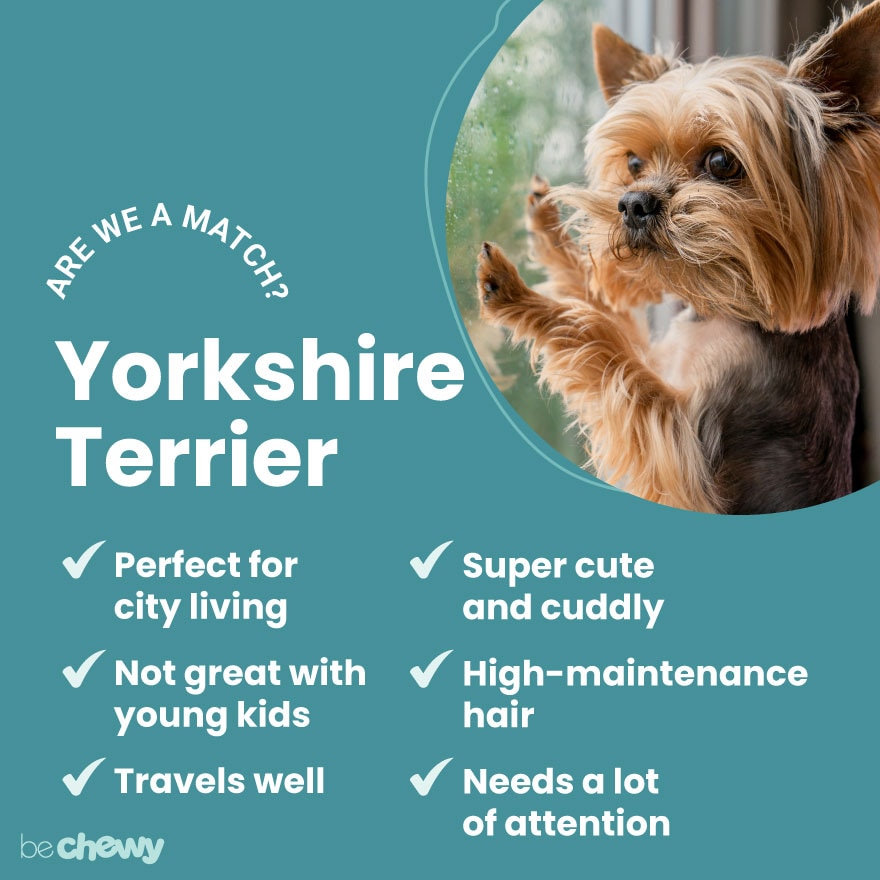 6 Things We Bet You Didn't Know About Yorkshire Terriers