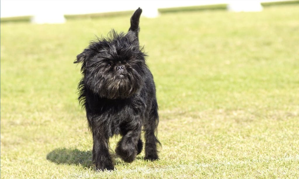 The Affenpinscher, also dubbed the "monkey terrier," is a spunky, curious toy dog that makes a great companion dog. 