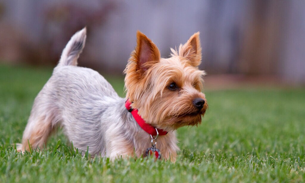 Yorkshire Terrier: Characteristics, Care & Photos | BeChewy