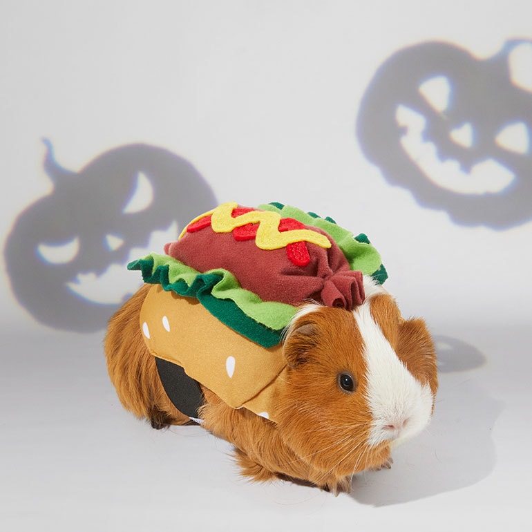 guinea pig costumes - hotdog