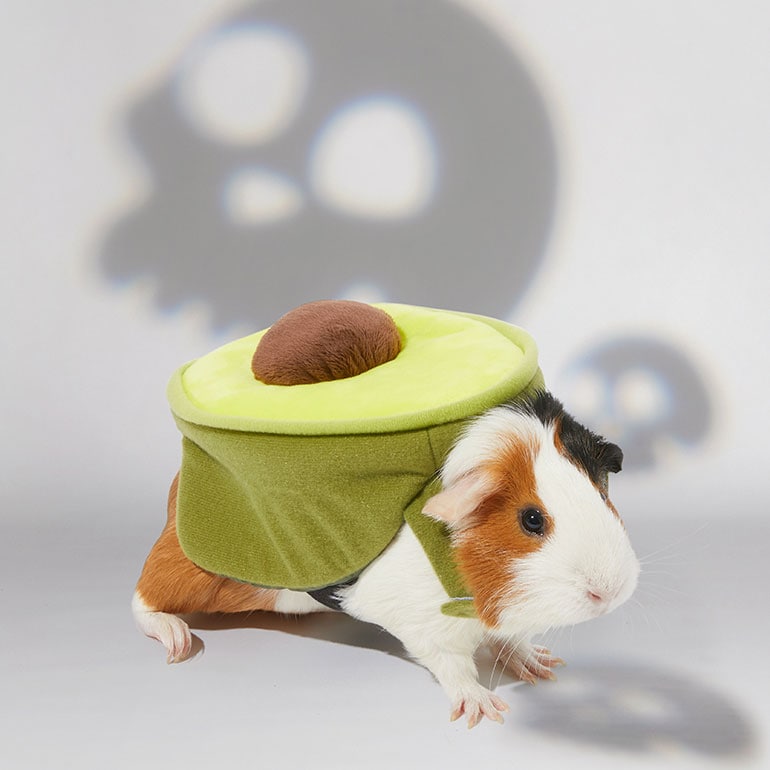 guinea pig halloween costume - avocado