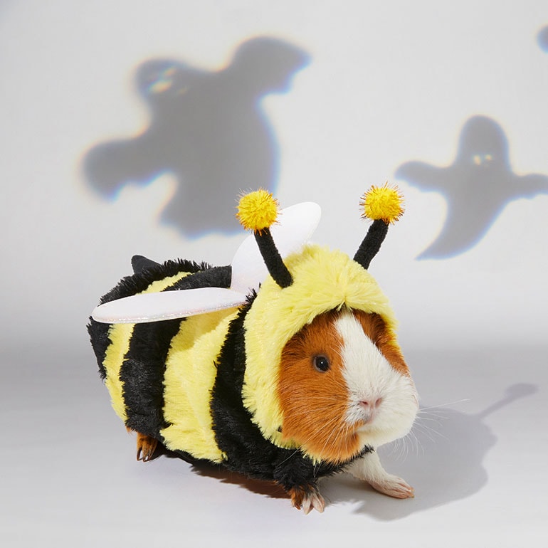 guinea pig halloween costume - bumble bee