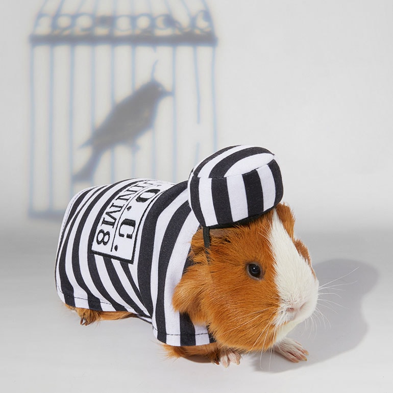 guinea pig halloween costume - prisoner