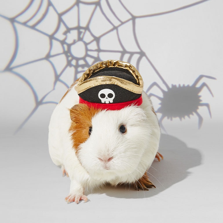 guinea pig halloween costume - pirate