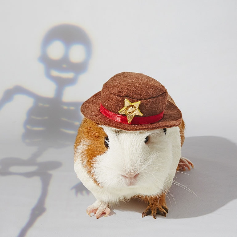 guinea pig halloween costume