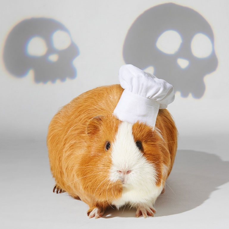 guinea pig halloween costume - chef