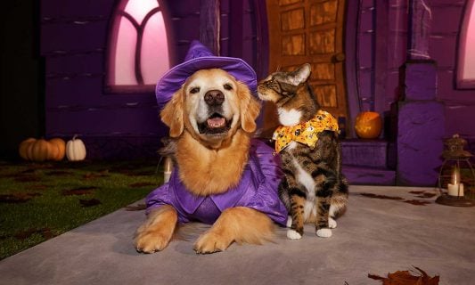 halloween for pets