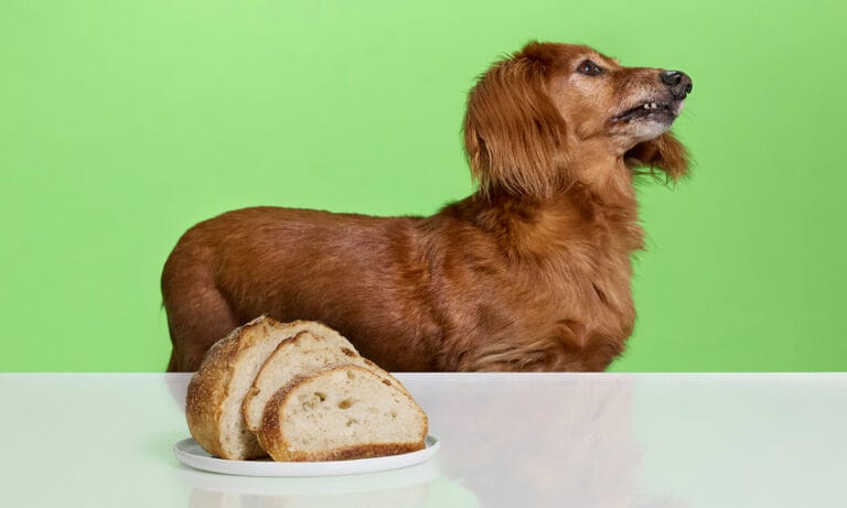 Dog ate bread hotsell