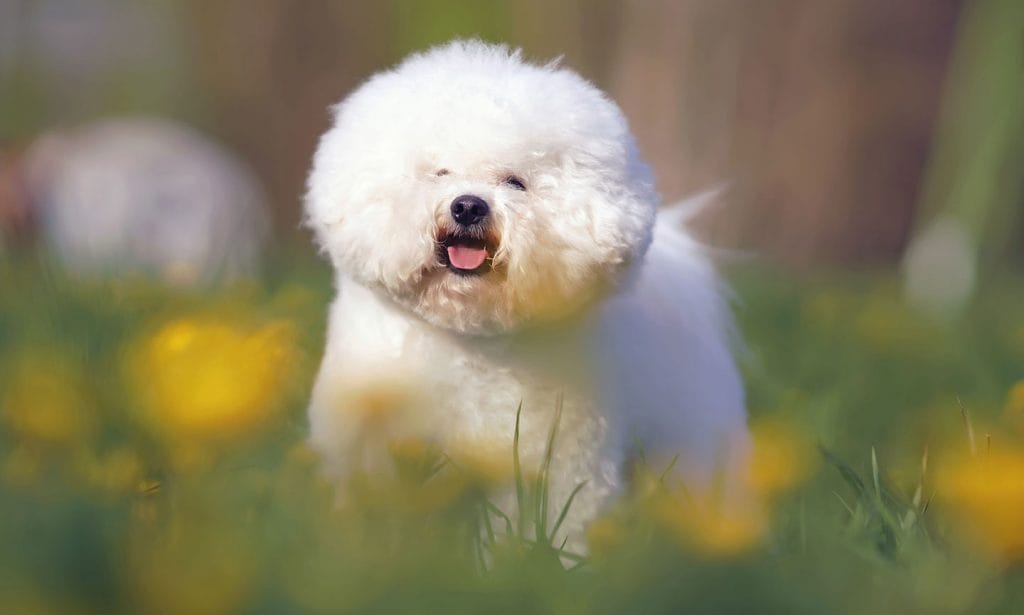 Small, sturdy and good natured, Bichon Frise dogs love people and make a great addition to any family. 