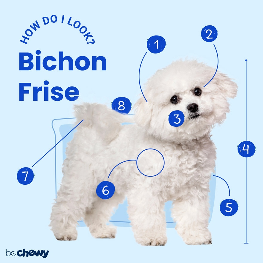 are bichon frise good pets