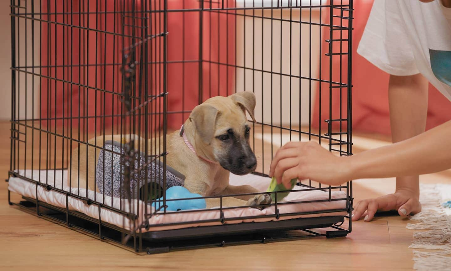 How to calm 2025 puppy in kennel