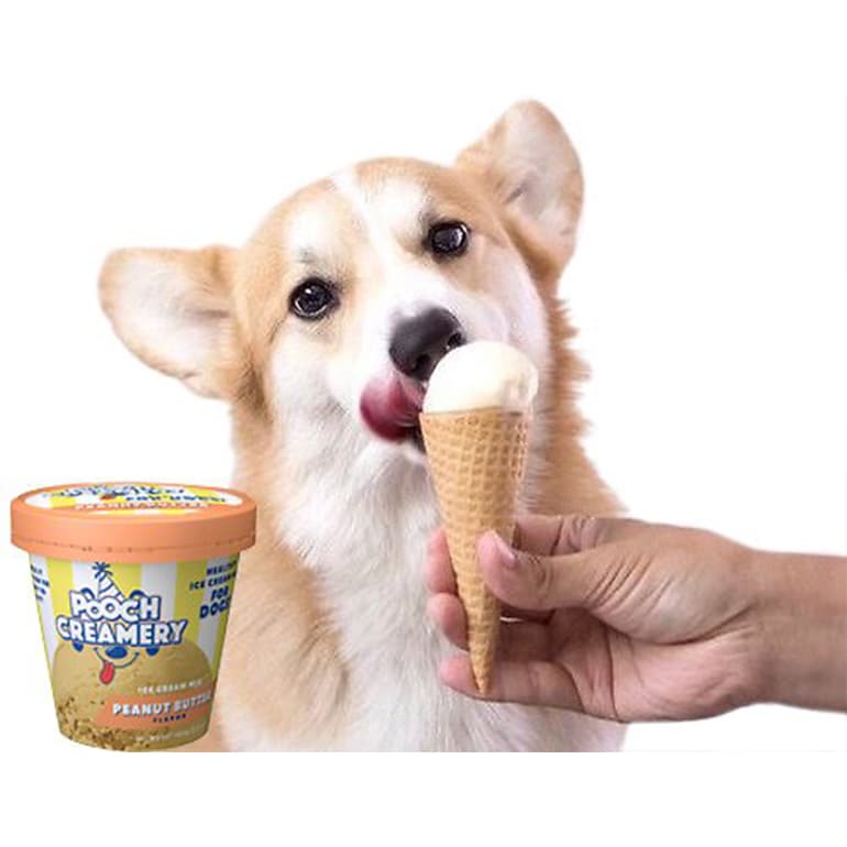 Can Dogs Eat Ice Cream? | BeChewy