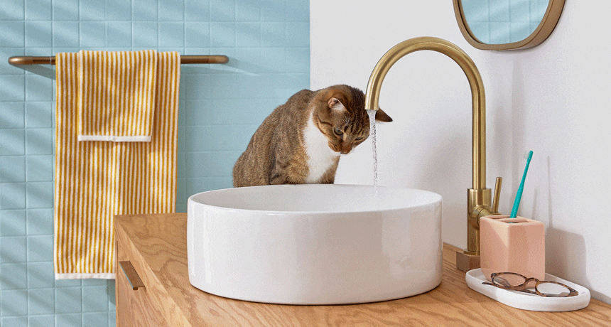  ¿Por Qué a los Gatos Les Gusta el Agua De un Grifo?