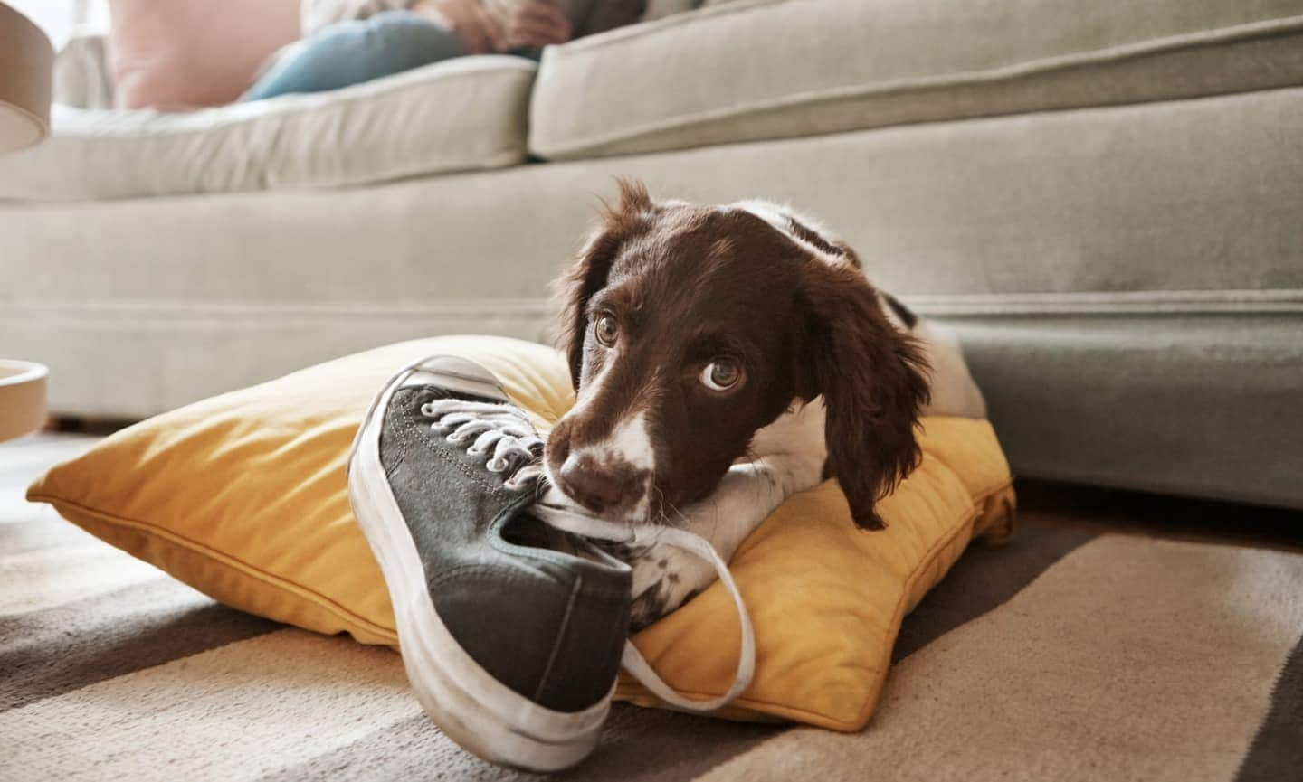 13 Signs Your Teacup Poodle Might Suffer From Anxiety – Calming Dog