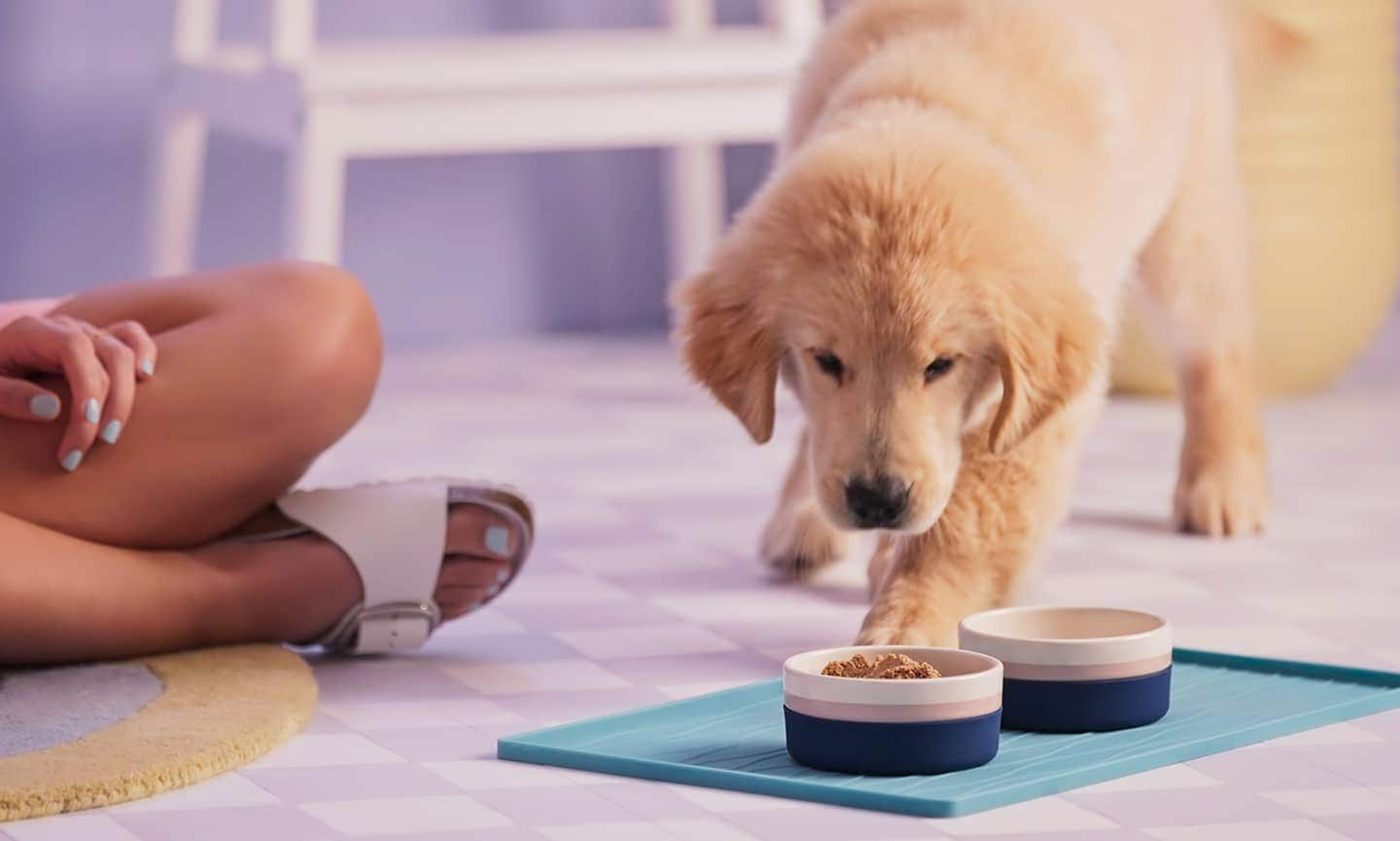 When should you 2024 feed your puppy