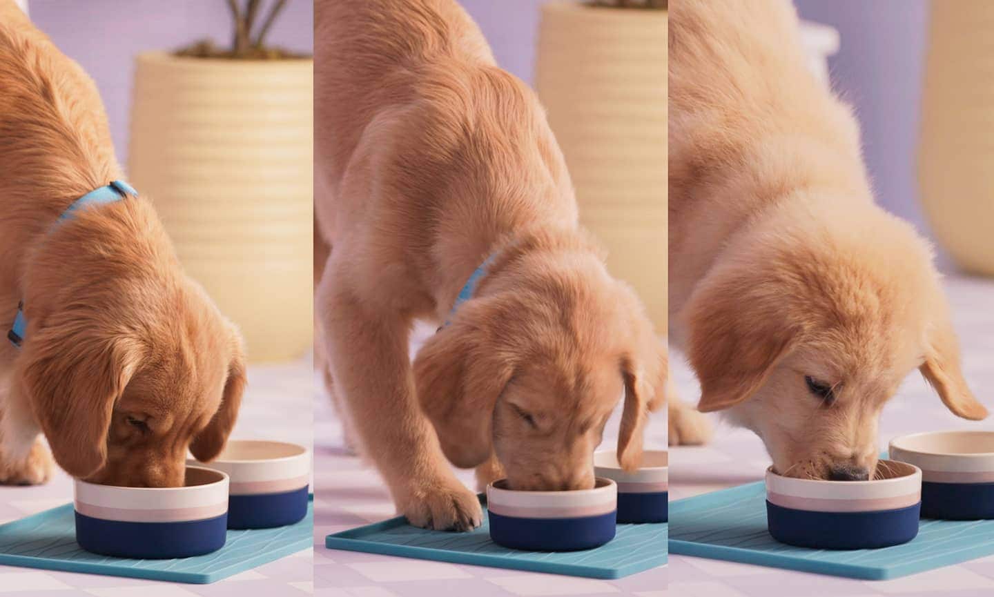 How Much & How Often to Feed Your Puppy/Dog