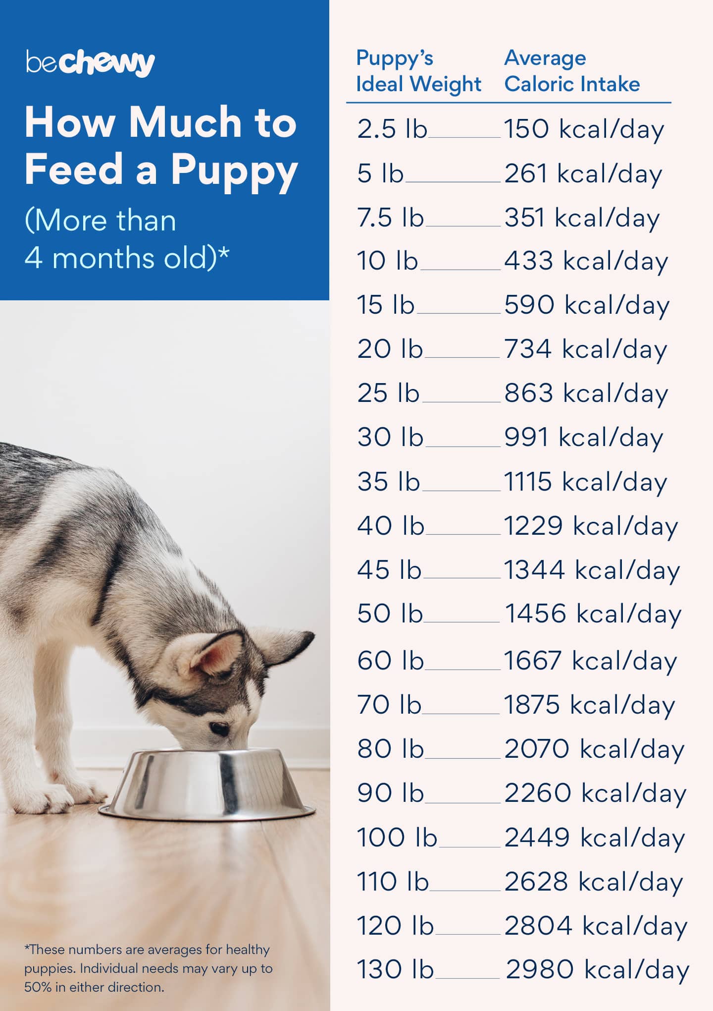 Puppy Feeding Guide: How Much to Feed a Puppy & More | BeChewy