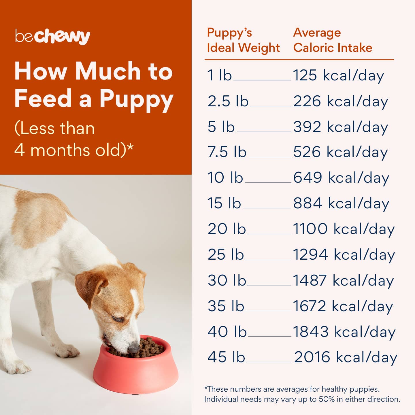 Puppy Feeding Guide How Much To Feed A Puppy More Bechewy