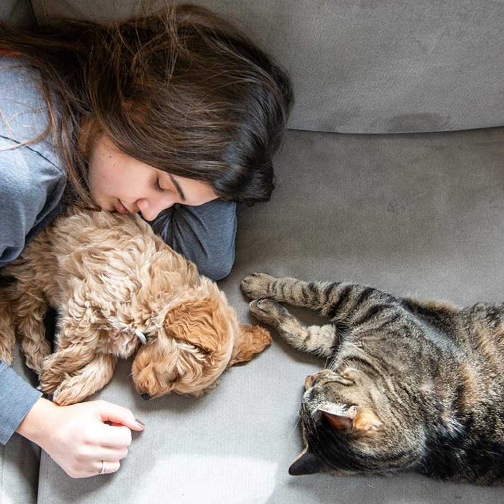 Dog Separation Anxiety How to Treat Separation Anxiety in Dogs BeChewy