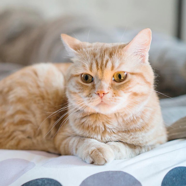 Dog Separation Anxiety How to Treat Separation Anxiety in Dogs BeChewy