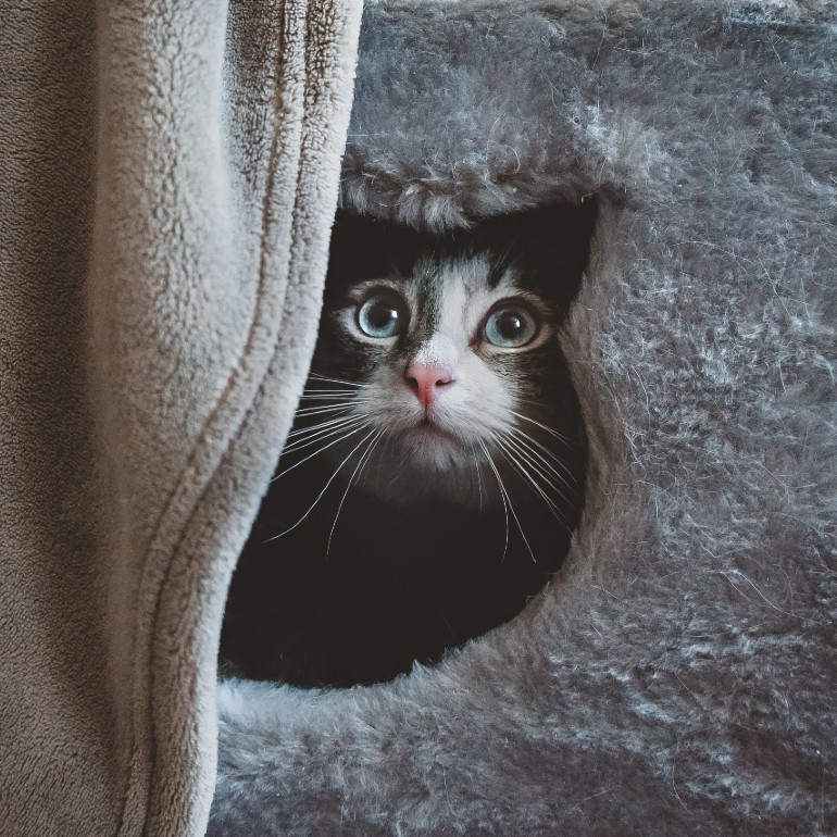 Dog Separation Anxiety How to Treat Separation Anxiety in